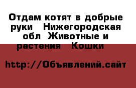 Отдам котят в добрые руки - Нижегородская обл. Животные и растения » Кошки   